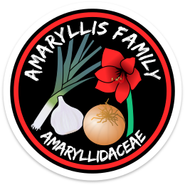 Amaryllis Family Sticker